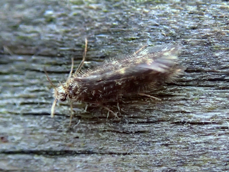 Tricottero Hydroptilidae di Sernaglia della Battaglia (TV)